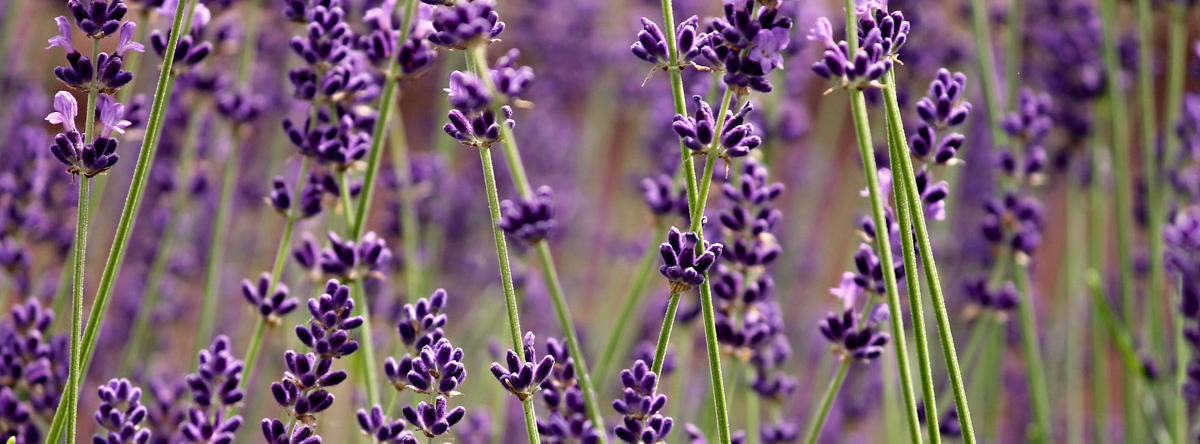 background photo for SpaDreams Day Spa